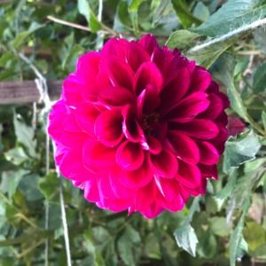 Meet your Posher, Grace